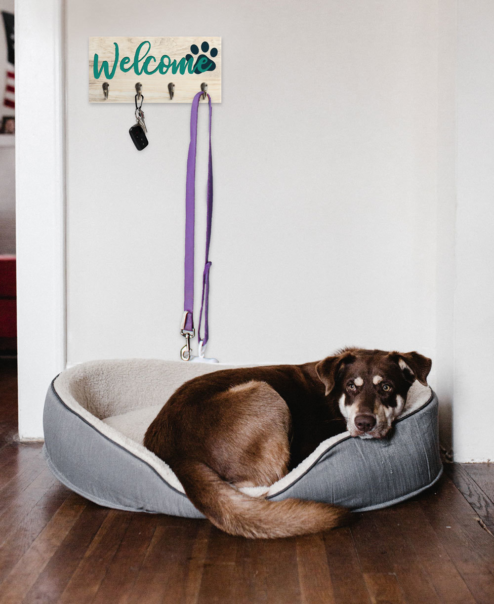 Home Decor Dog Lifestyle